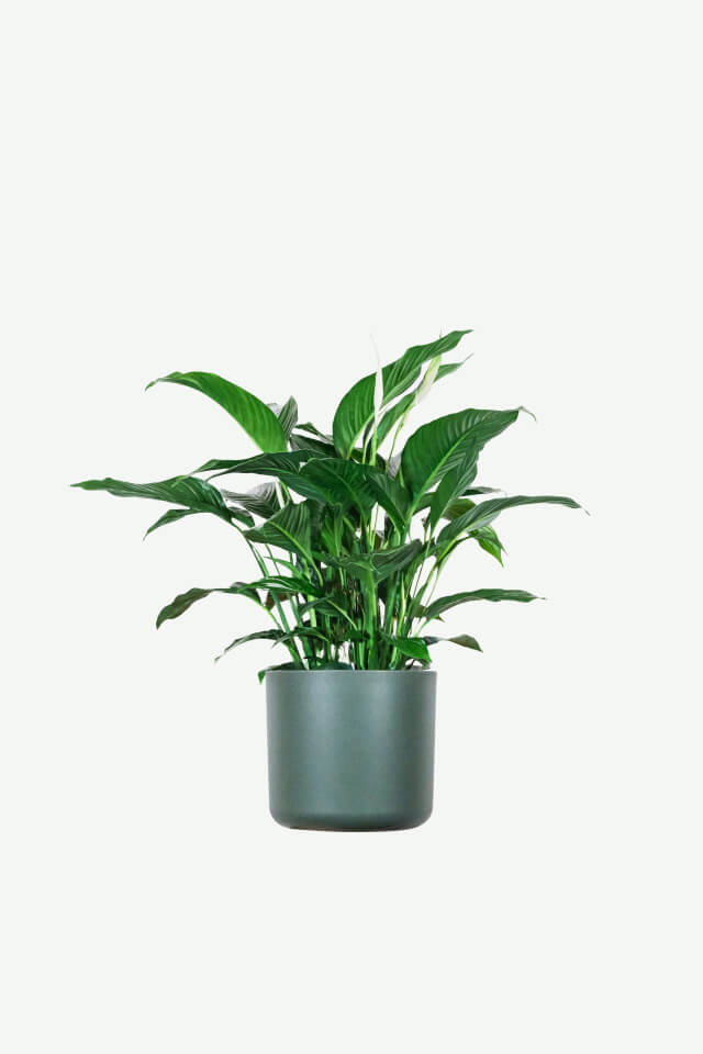 plants-ecommerce-product-featured-img-15 Spathiphyllum